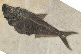 Long Fossil Fish (Diplomystus) - Wyoming #222921-1